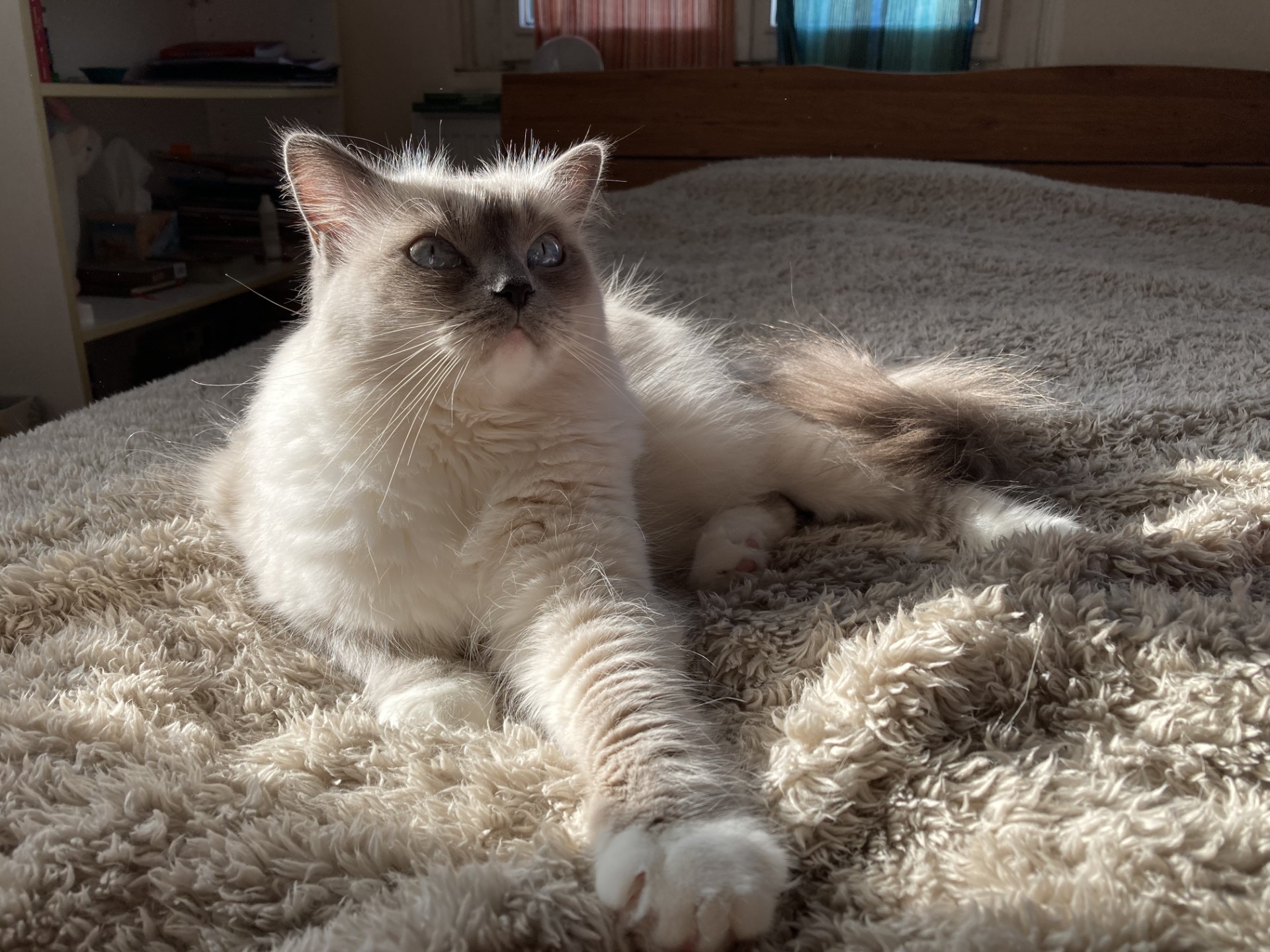 Bella_thumbnail_image_50422785.jpg Bella_thumbnail_image_50422785.jpg